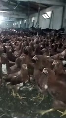 Nick brown yumurtacı tavuk yarka    https://tavukhindi.com