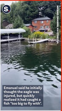 Bald Eagle Swims to Shore Clutching Fish 'Too Big to Fly With'