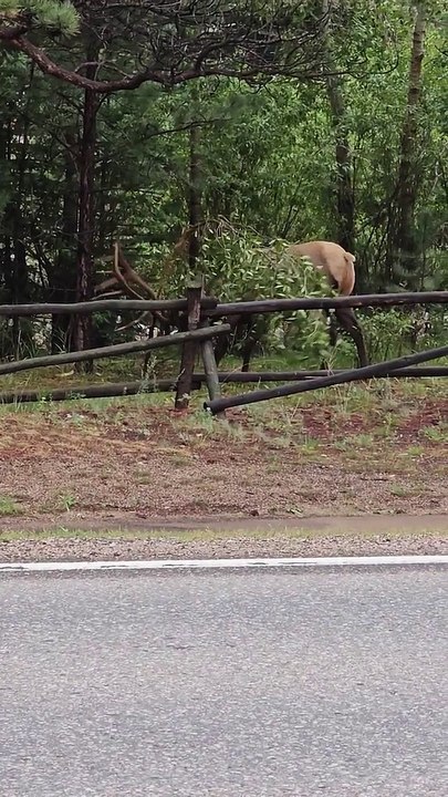 Les wapitis se battent pour retirer une branche d'arbre des bois