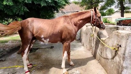 Restaurer le sabot d'un cheval