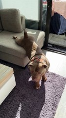 Big Stretch From Beefy American Bully