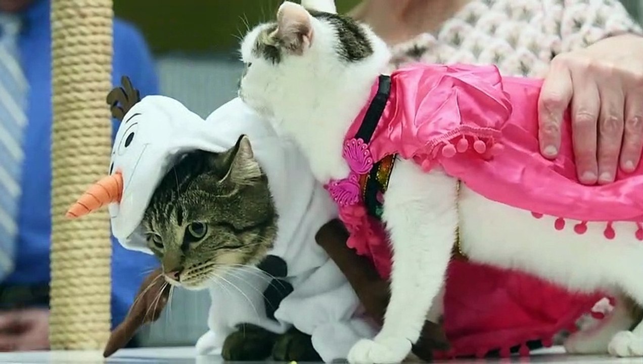Concurso de fantasias para gatos anima donos de bichinhos nos EUA