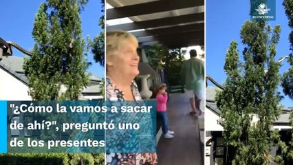 ¡Gran susto! Familia graba pitón de 5 metros en su techo