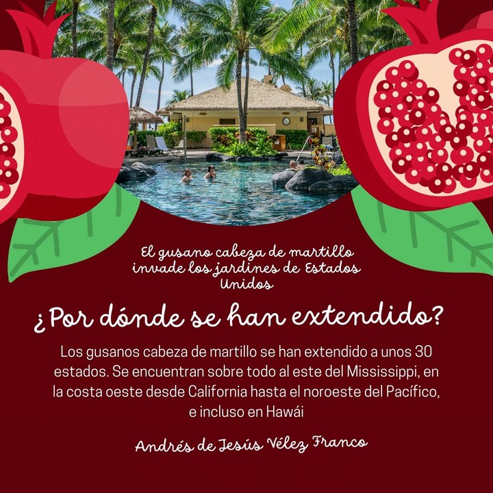 -ANDRÉS DE JESÚS VÉLEZ FRANCO- GUSANO CABEZA DE MARTILLO INVADE JARDINES DE EE.UU (PARTE 1) (@AndresdeJesus90)