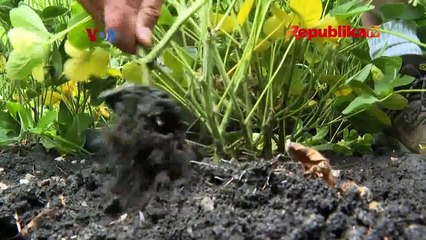 Sektor Pertanian di AS Terdampak Perang Ukraina dan Kekeringan