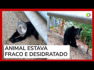 Mulher salva filhote de urso com pote de plástico preso na cabeça em estrada da Pensilvânia