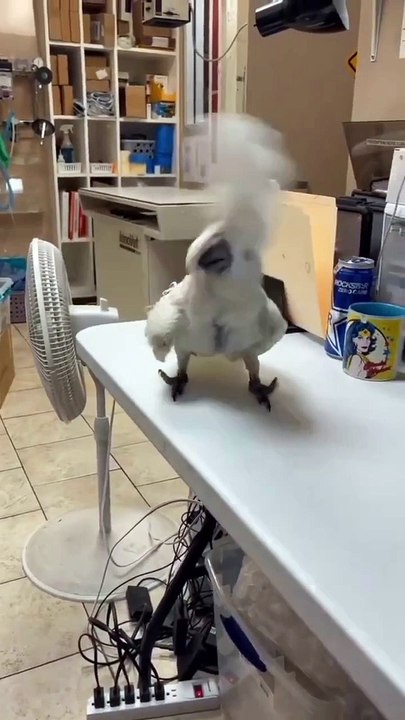 Parrot in mood of dance