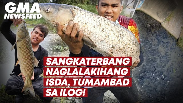 Sangkaterbang naglalakihang isda, tumambad sa ilog! | GMA News Feed