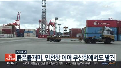 붉은불개미, 인천항 이어 부산항에서도 발견