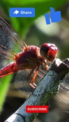 he dragonfly, a mesmerizing insect of the order Odonata