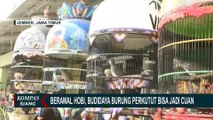 Budidaya Burung Perkutut Bankok Jadi Cuan, Omzet Capai Rp15 Juta per Bulan!