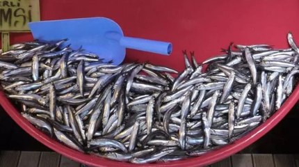 Denizlerde av yasağı bitiyor... Hamsi ve çinekop bolluğu bekleniyor