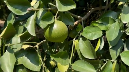 Destek verilmezse ya dalında çürüyecek ya çöpe gidecek