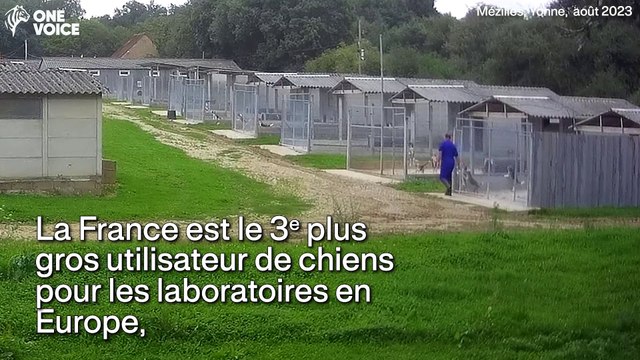 Rapport sur les chiens dans les laboratoires et nouvelles images: One Voice met les bouchées doubles