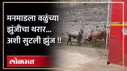 नाशिक जिल्ह्यातील मनमाडला वळुंची झुंज,झुंजीमुळे वाहतूक ठप्प