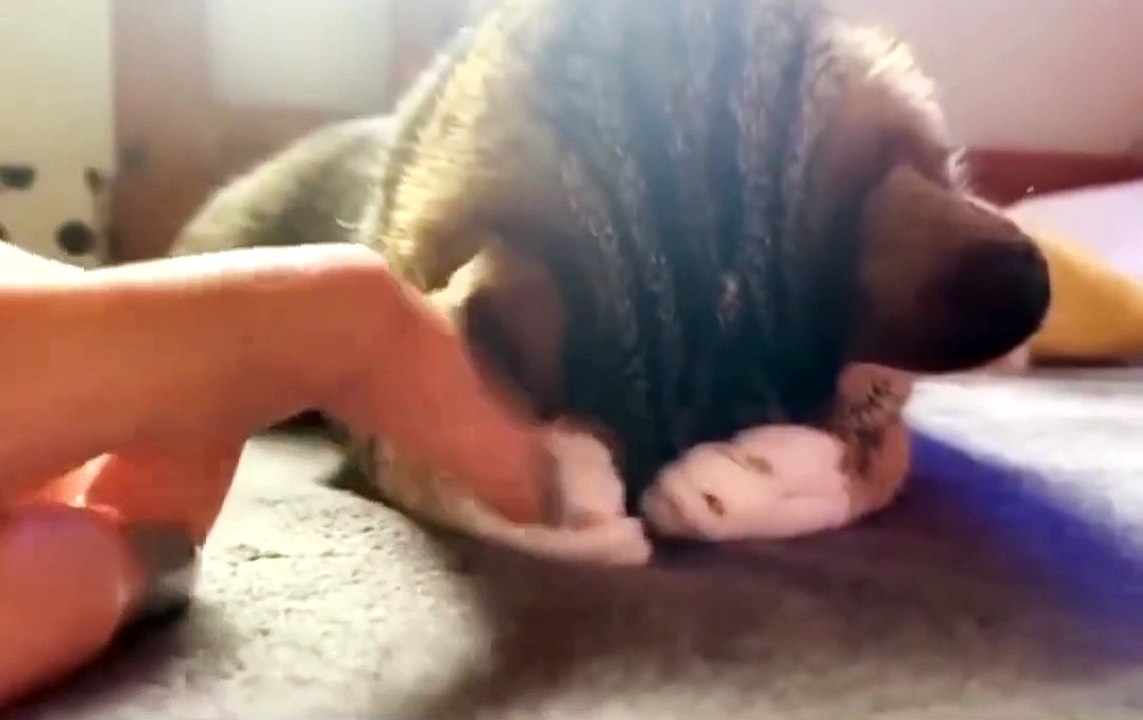 Cute cat is weeping