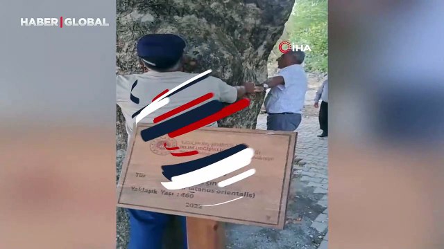 463 yıllık abide ağaç ilgi çekiyor: Vatandaşlar kollarıyla kucakladı