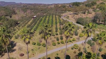 HEARTS UNDER THE OLIVE TREE Trailer 2023 Romance Movie HD