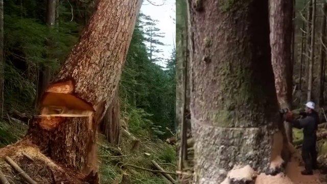Amazing Dangerous Fastest Big Tree Felling Chainsaw Skills - Biggest Wood Cutting Sawmill Machines #25