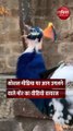 क्या आपने देखा मुंह से आग निकालने वाला मोर? वीडियो देखकर हो जाएंगे हैरान