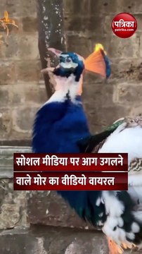 क्या आपने देखा मुंह से आग निकालने वाला मोर? वीडियो देखकर हो जाएंगे हैरान