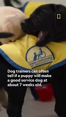 ServicePuppies #PuppySelection #BabyAnimals #DogsOfInstagram #ServiceDogTraining #PuppyLove #ChoosingServiceDogs #DogSelectionProcess