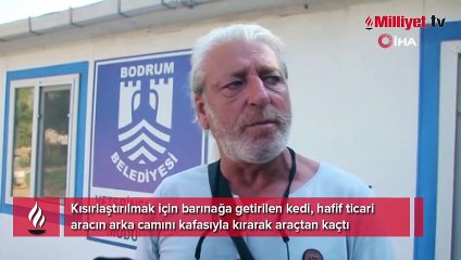 Kısırlaştırılmaya getirilen kediden inanılmaz kaçış