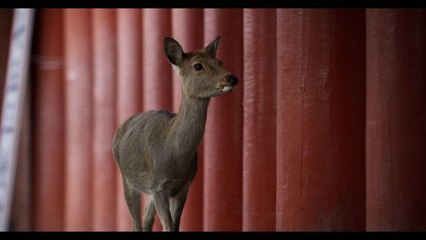 Japon, un nouveau monde sauvage
