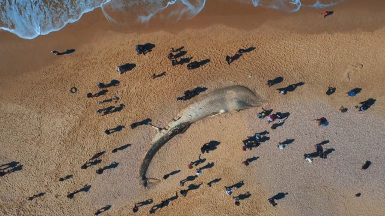 What a Mammal’s Loss Teaches Us About Mortality: Requiem for a Whale