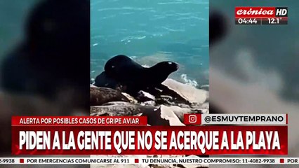 Alerta por posibles casos de gripe aviar en Mar del Plata