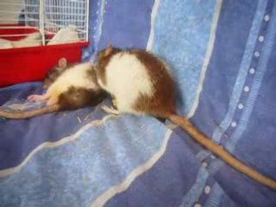 poupon malade 2