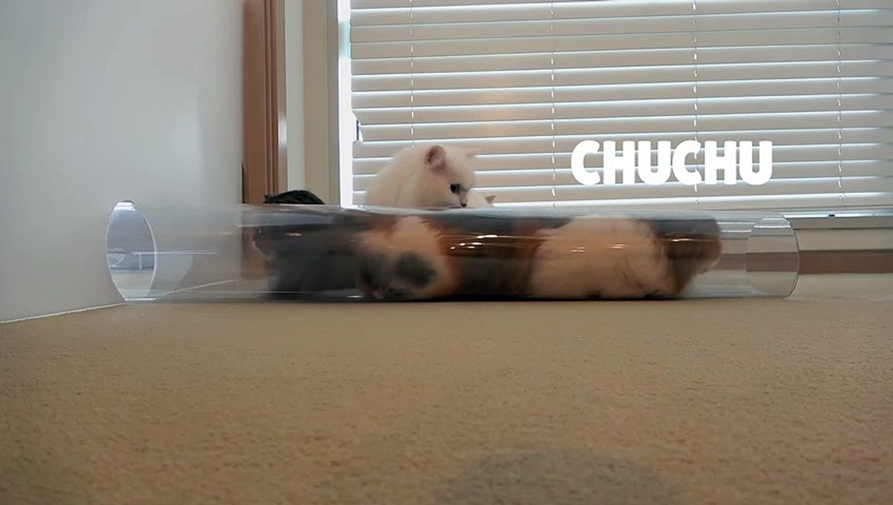 Cats vs Narrowing Tube