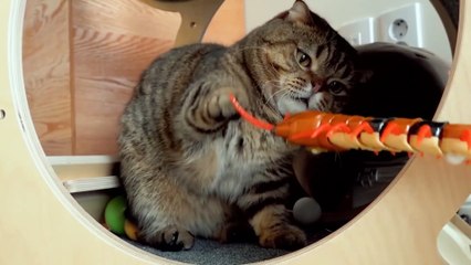 Cats vs Giant Bugs | Kittisaurus