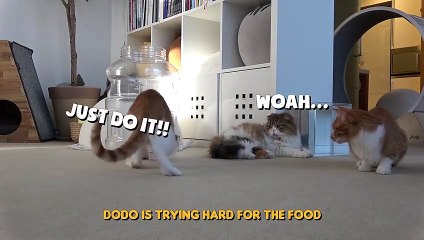 Treat Cup Challenge! | Kittisaurus