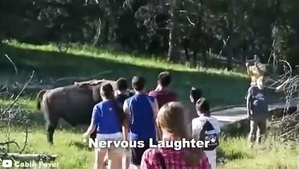 15 Scariest Bison Encounters of The Year