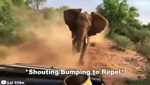 30 Times African Safari Trips Went Horribly Wrong (Part 2)