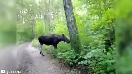 30 Times Hunters Messed With The Wrong Animals (Part 2)