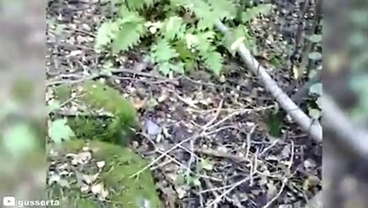 12 Times Hunters Messed With The Wrong Animals (Part 4)