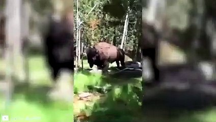 8 Bison Encounters You Won't Believe Happened