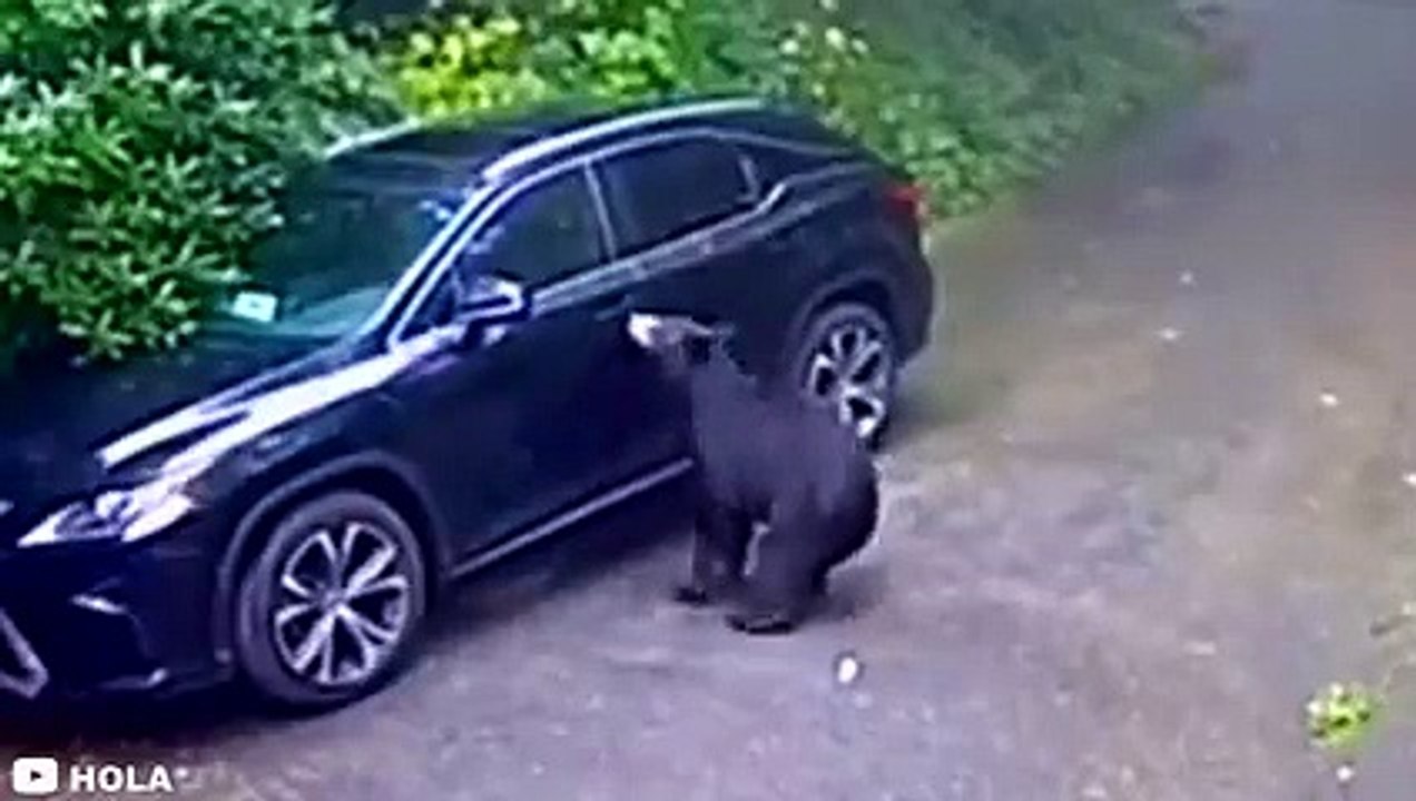 12 Bear Encounters Way Too Scary To Handle