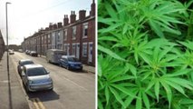 Leeds headlines 29 August: Homeless cannabis gardener jailed after Wakefield raid