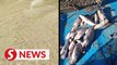 Thousands of dead fish found floating at sea after algal bloom near Teluk Bahang