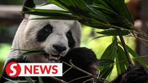 Return of panda cubs Yi Yi, Sheng Yi to China will help conservation efforts, says Deputy Minister