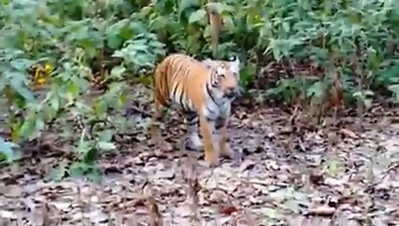 6 Tiger Encounters You Should Never Watch