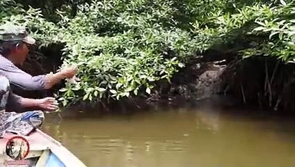 5 Crocodile Encounters You Probably Shouldn't Watch