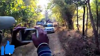 6 Tiger Encounters That Will Make You Panic