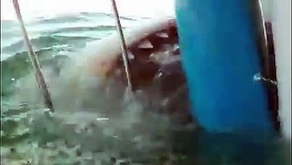 6 Shark Encounters That Will Traumatize You