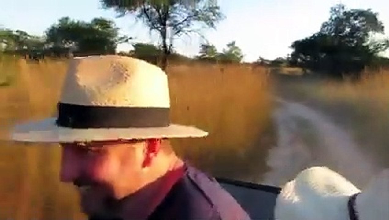 6 Lion Encounters That Will Give You Chills