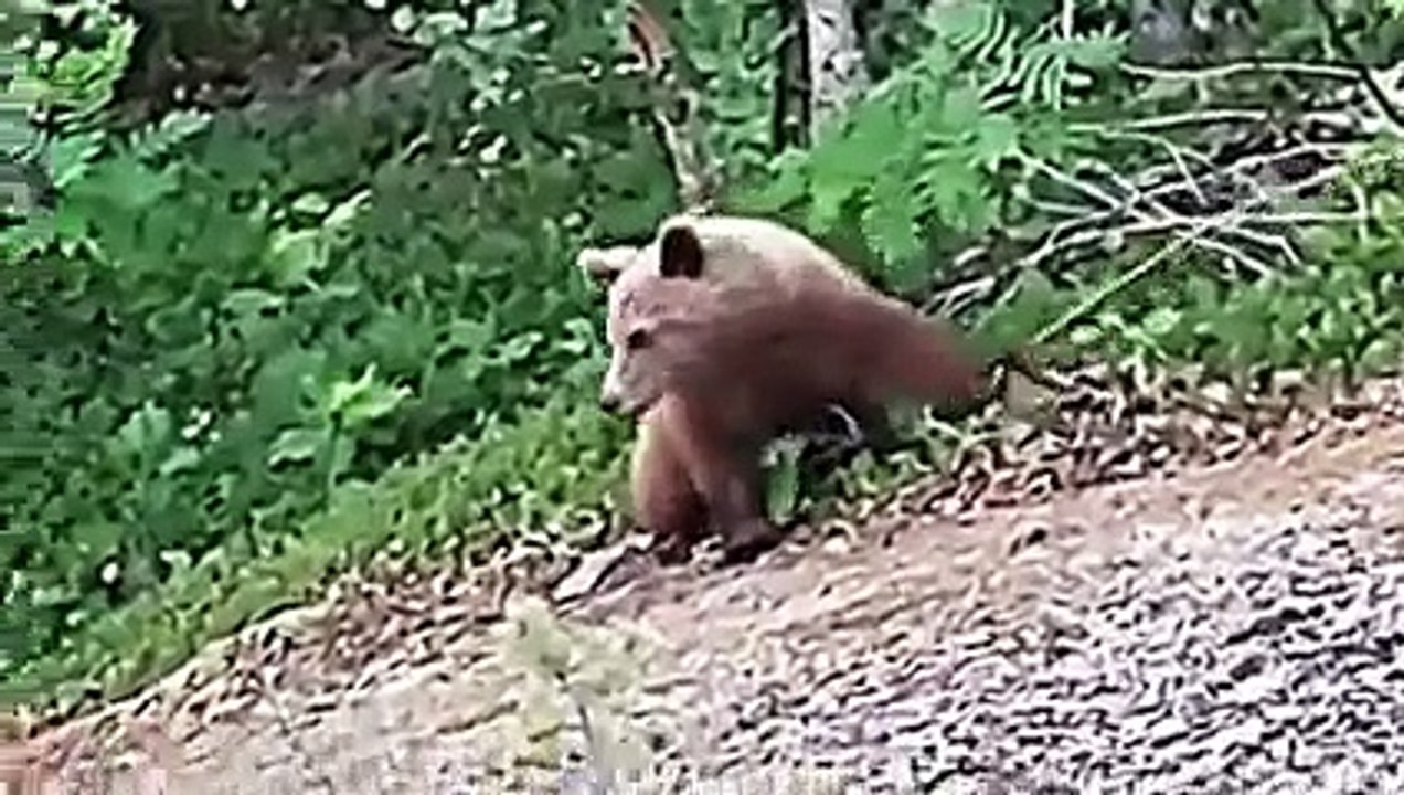 4 Bear Encounters That Will Give You Anxiety