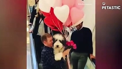 Hilarious Paw-sibilities Side-Splitting Moments with our Furry Friends!   PETASTIC